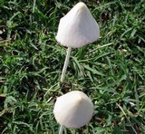 Conocybe apala image