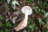 Amanita daucipes image