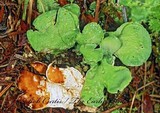 Nephroma arcticum image