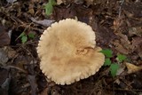 Lactarius marylandicus image