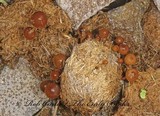 Psilocybe coprophila image