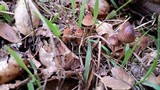 Mycena californiensis image