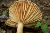 Lactarius marylandicus image