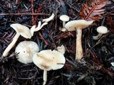 Clitocybe fragrans image
