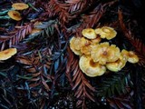 Xeromphalina cauticinalis image