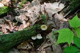 Mycena inclinata image