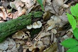 Mycena inclinata image