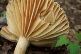 Lactarius marylandicus image
