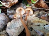Mycena californiensis image