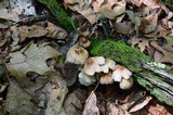 Mycena inclinata image