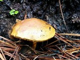Boletus mendocinensis image