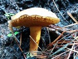 Boletus mendocinensis image