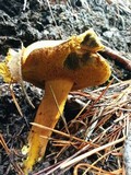 Boletus mendocinensis image