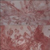 Bolbitius titubans var. olivaceus image
