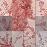 Bolbitius titubans var. olivaceus image