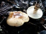 Hygrophorus roseobrunneus image