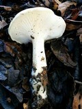 Hygrophorus roseobrunneus image