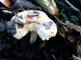 Hygrophorus roseobrunneus image