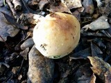 Hygrophorus roseobrunneus image
