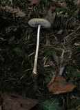Xerula radicata image