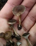 Clitocybe trulliformis image