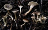 Clitocybe trulliformis image