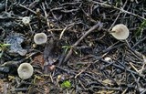 Clitocybe trulliformis image
