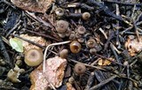 Clitocybe trulliformis image