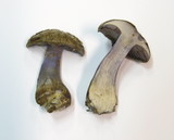 Cortinarius glaucopus image