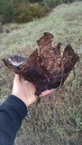 Calvatia pachyderma image