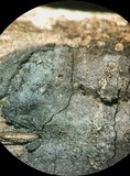 Biscogniauxia bartholomaei image