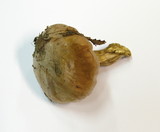 Cortinarius dibaphus image