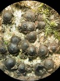 Amphirosellinia evansii image