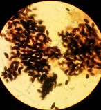 Biscogniauxia bartholomaei image