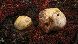 Rhizopogon occidentalis image
