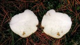 Rhizopogon occidentalis image