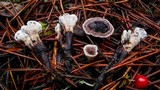 Phellodon tomentosus image