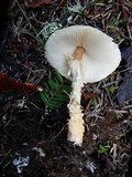 Lepiota magnispora image