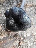 Entoloma serrulatum image