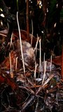 Macrotyphula juncea image