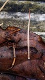 Macrotyphula juncea image