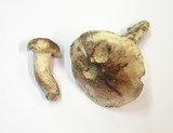 Hygrophorus erubescens image
