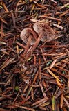 Gymnopus villosipes image