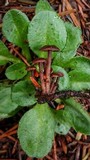 Gymnopus villosipes image