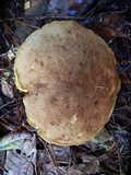 Boletus subtomentosus image