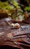 Dendrocollybia racemosa image