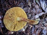 Boletus subtomentosus image