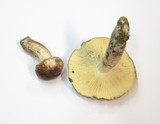 Hygrophorus erubescens image