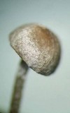 Dendrocollybia racemosa image