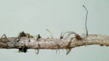 Dendrocollybia racemosa image